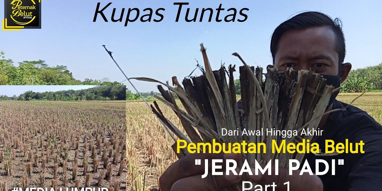 Rahasia Sukses Ternak Belut Menggunakan Media Jerami