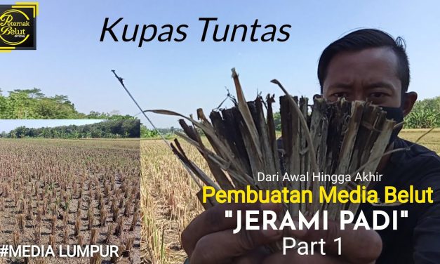 Rahasia Sukses Ternak Belut Menggunakan Media Jerami