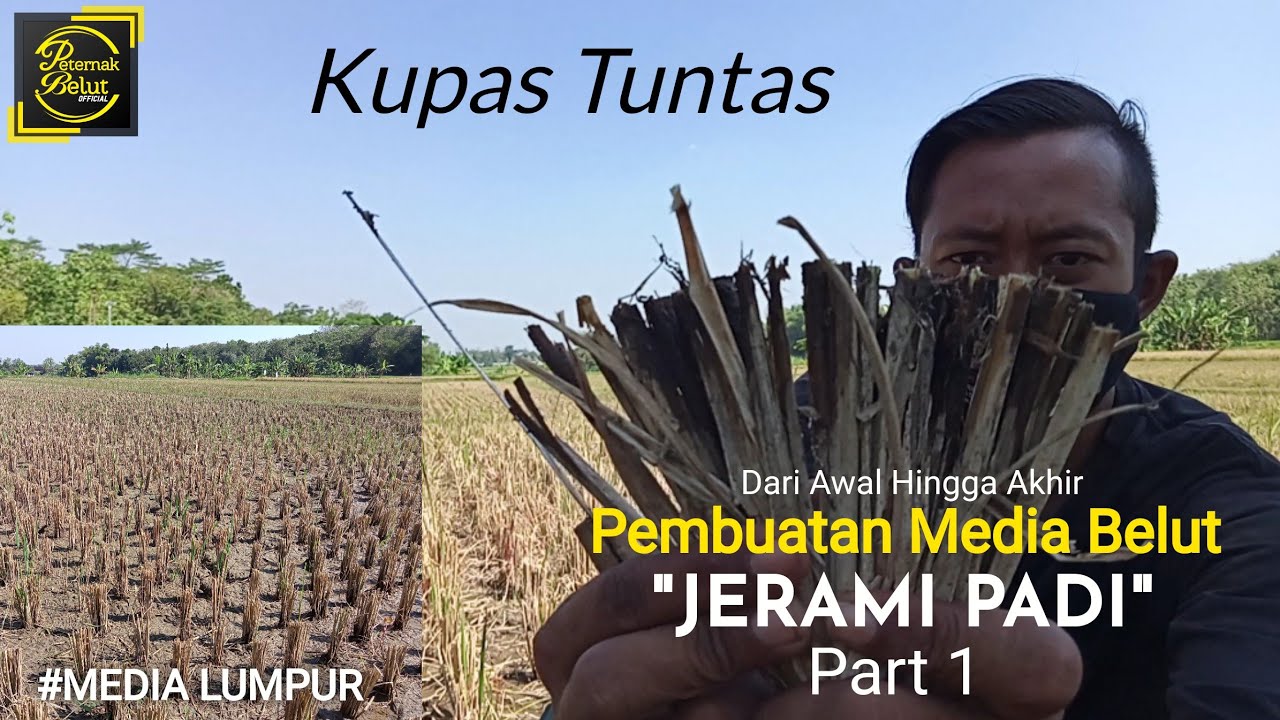 Rahasia Sukses Ternak Belut