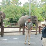 Pemerintah Larang Pertunjukan Gajah Tunggang Di Semua Tempat