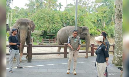 Pemerintah Larang Pertunjukan Gajah Tunggang Di Semua Tempat