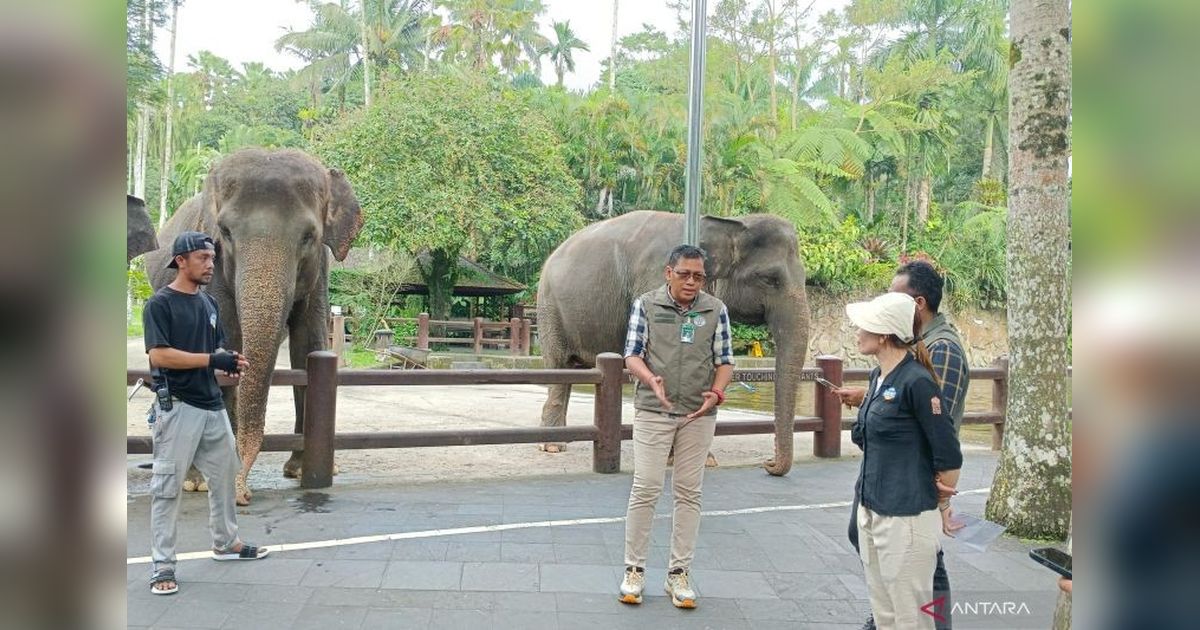 Pemerintah Larang Pertunjukan Gajah Tunggang Di Semua Tempat
