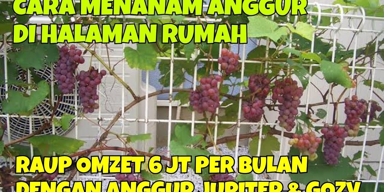 Cara Mudah Menanam Anggur Di Rumah Agar Panen Lebat