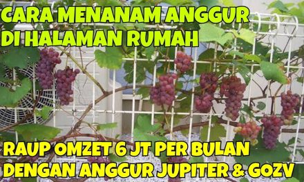 Cara Mudah Menanam Anggur Di Rumah Agar Panen Lebat