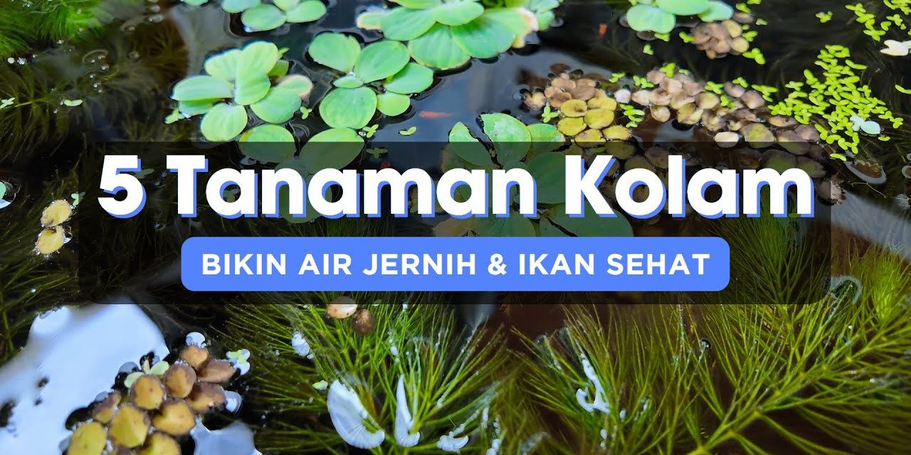 Solusi Alami Air Kolam Keruh: 5 Tanaman Air Bisa Membantu