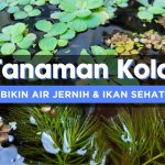 Solusi Alami Air Kolam Keruh: 5 Tanaman Air Bisa Membantu