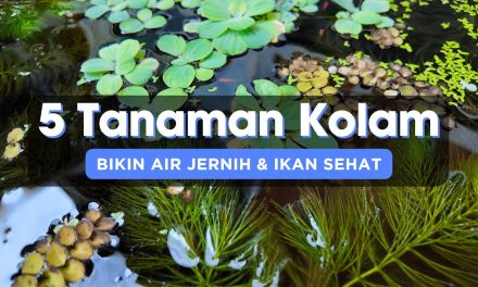 Solusi Alami Air Kolam Keruh: 5 Tanaman Air Bisa Membantu