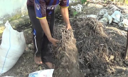 Jerami Kering Jadi Media Tanam? Ide Kebun Ala Desa Yang Unik