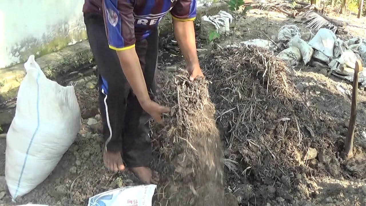 Jerami Kering Jadi Media