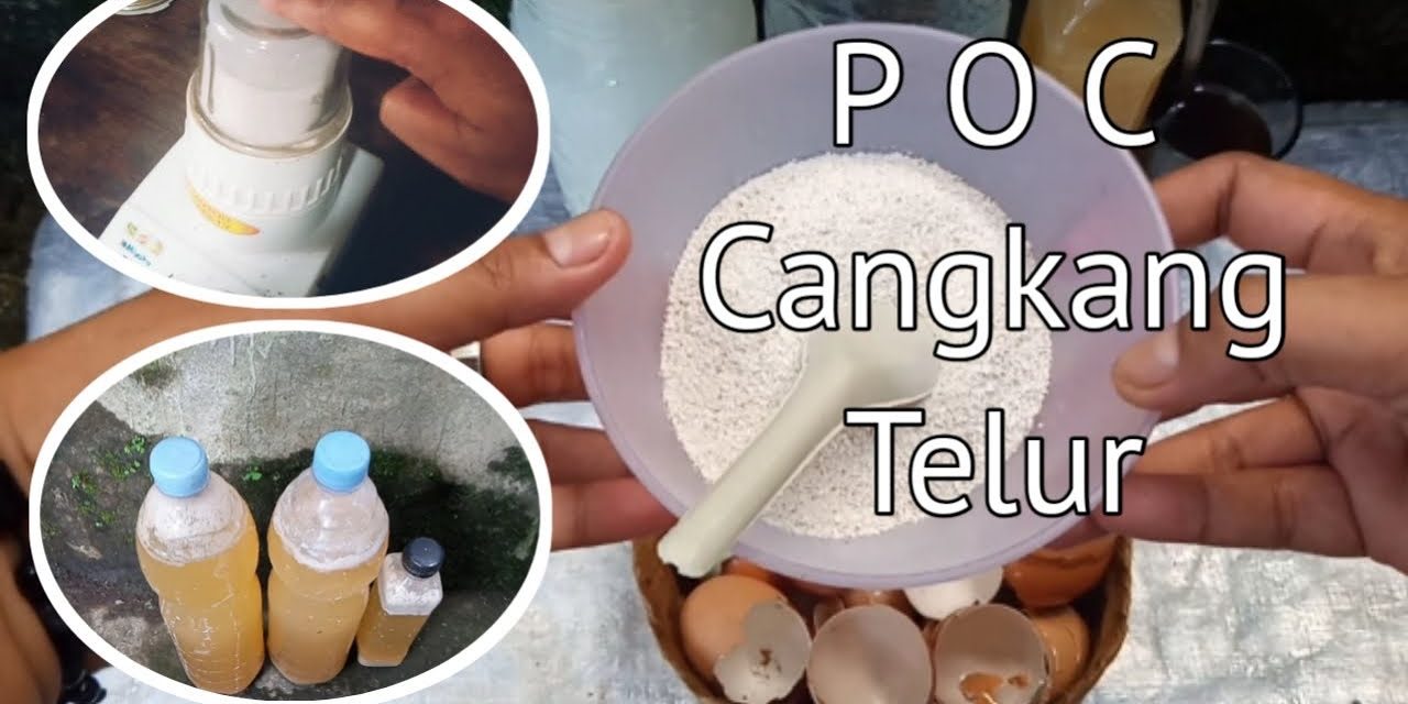 Cara Membuat Pupuk Kompos Dari Cangkang Telur Bekas