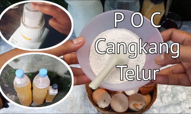 Cara Membuat Pupuk Kompos Dari Cangkang Telur Bekas