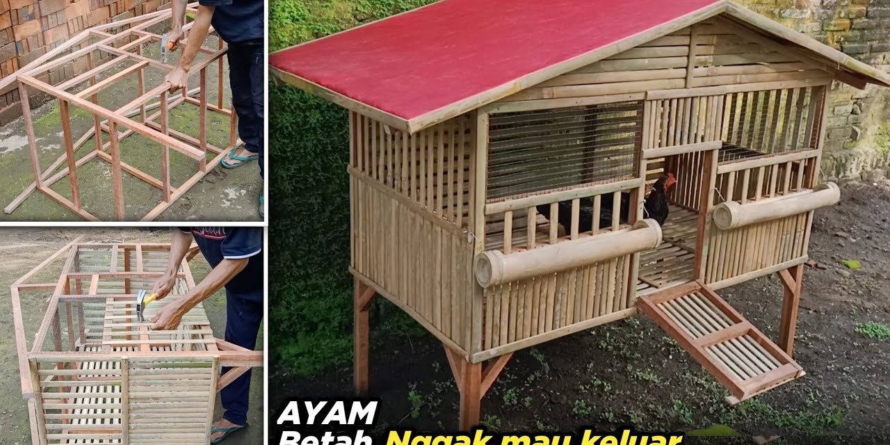 Kandang Ayam Ventilasi Alami Yang Nyaman Dan Mudah