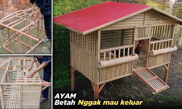Kandang Ayam Ventilasi Alami Yang Nyaman Dan Mudah