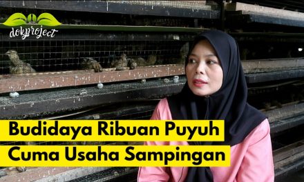 Ternak Puyuh Untuk Pemula: Ide Usaha Bagi Ibu-Ibu Di Desa