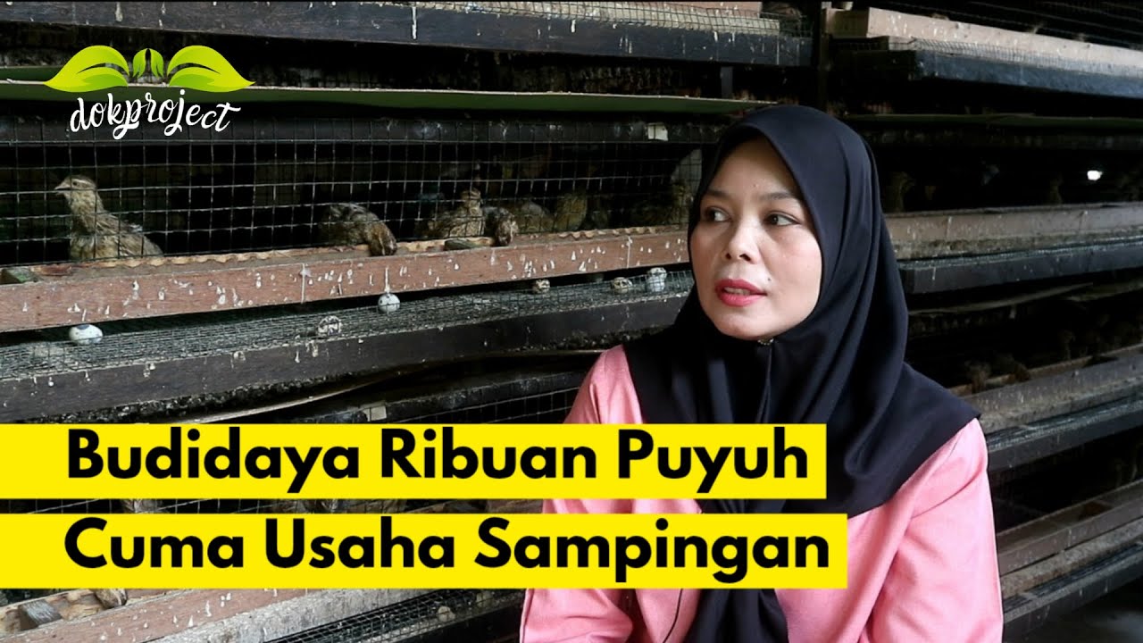 Ternak Puyuh Untuk Pemula