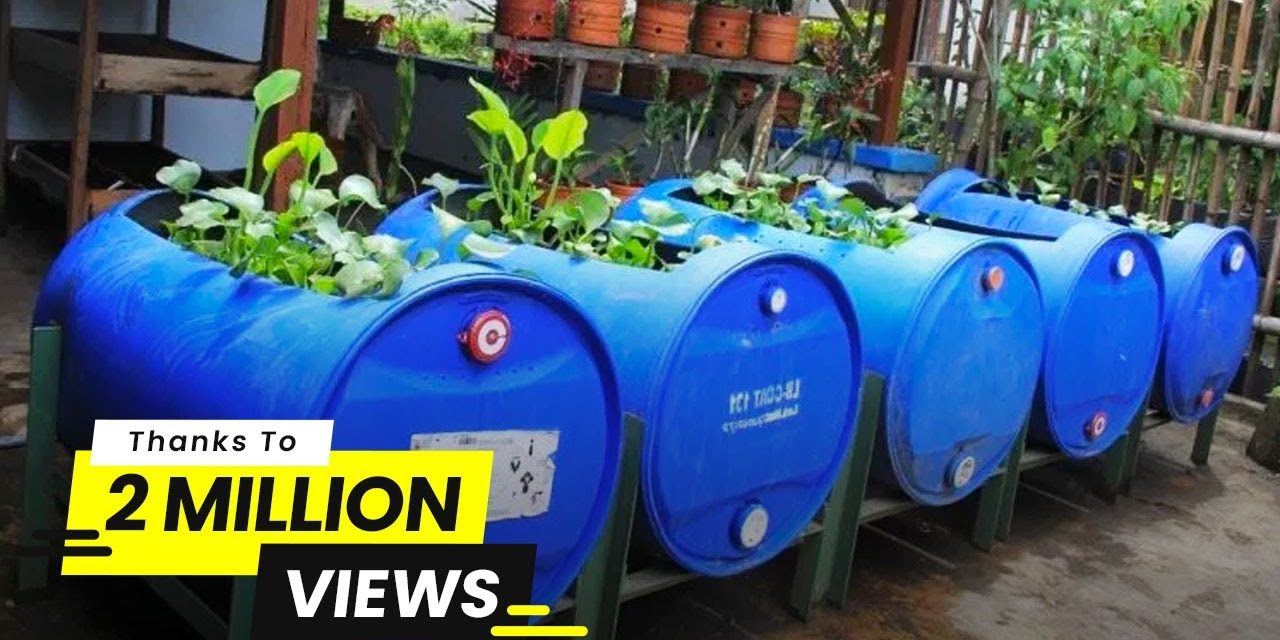 Drum Plastik Jadi Kolam? Ini Cara Budidaya Ikannya
