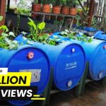 Drum Plastik Jadi Kolam? Ini Cara Budidaya Ikannya
