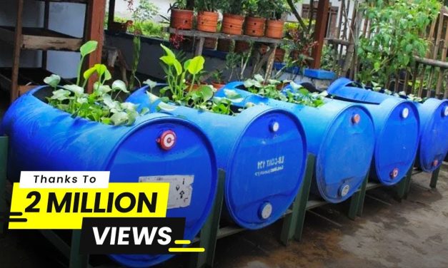 Drum Plastik Jadi Kolam? Ini Cara Budidaya Ikannya