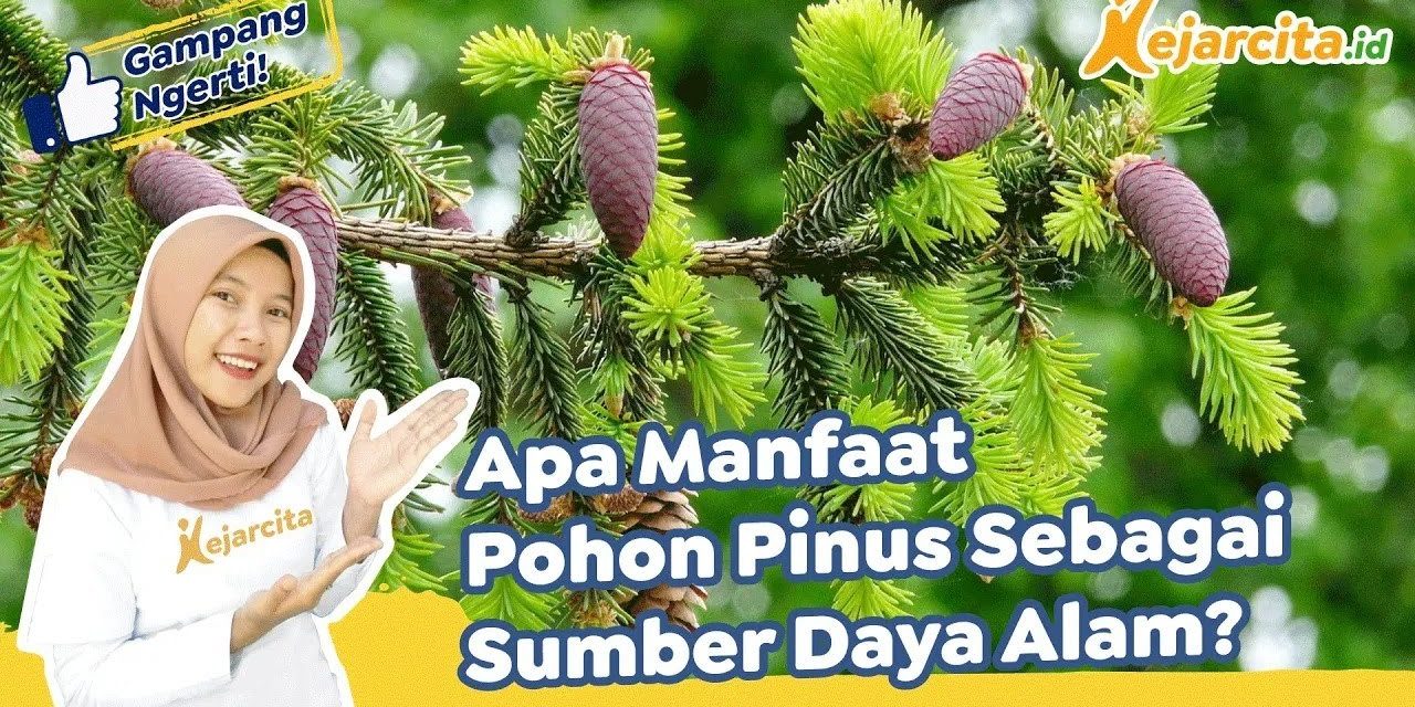 Manfaat Pohon Pinus Menjaga Keberlanjutan Ekosistem Hutan