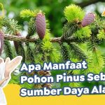 Manfaat Pohon Pinus Menjaga Keberlanjutan Ekosistem Hutan