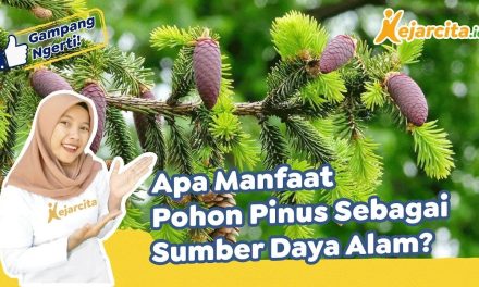 Manfaat Pohon Pinus Menjaga Keberlanjutan Ekosistem Hutan