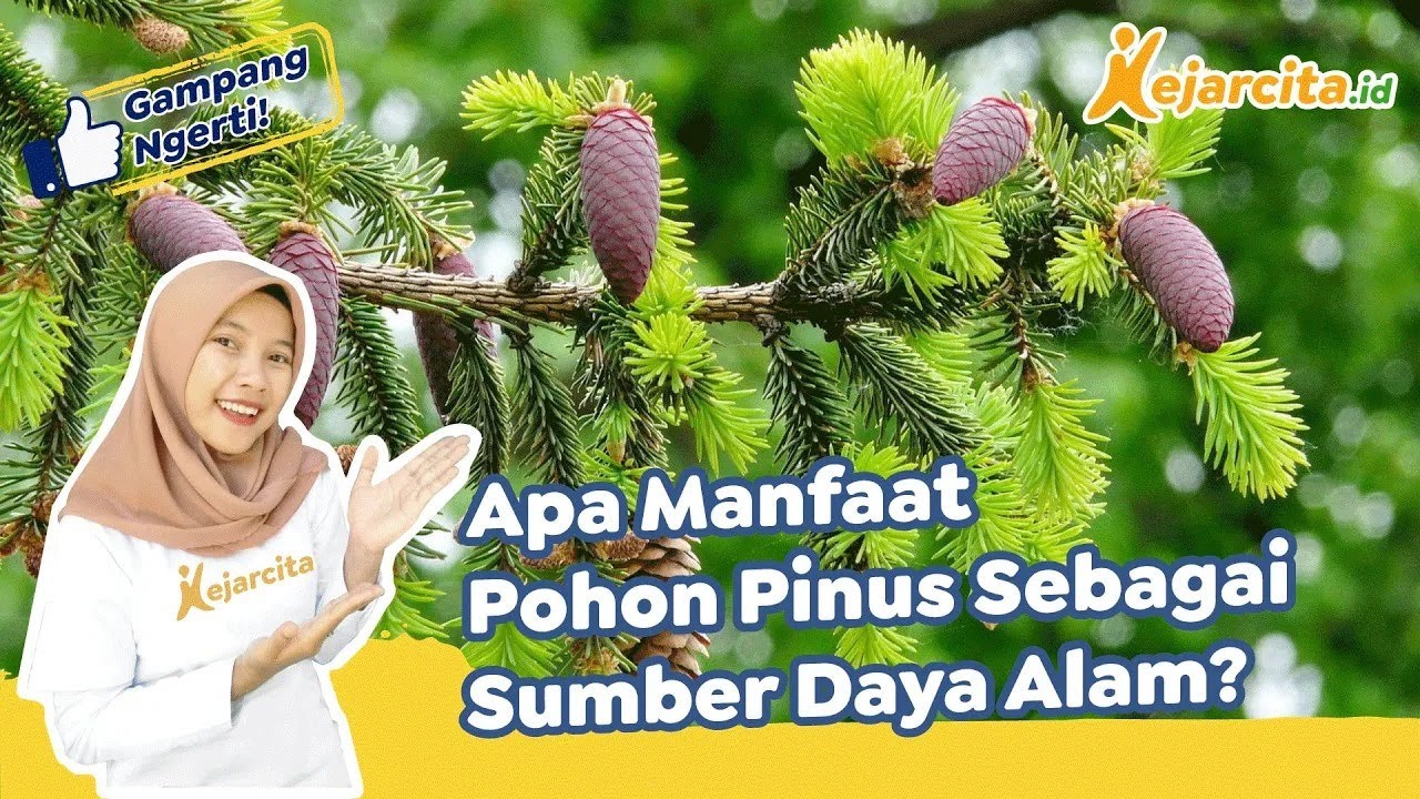Manfaat Pohon Pinus