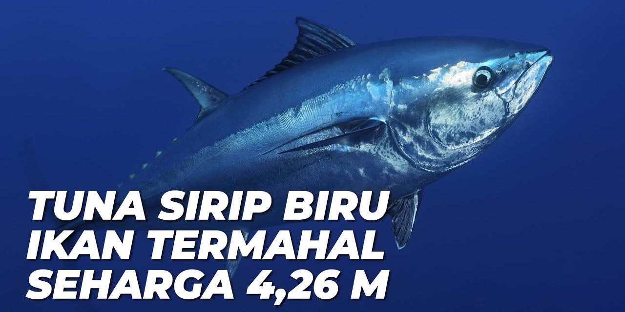 Mengintip Proses Lelang Tuna Sirip Biru Paling Bergengsi