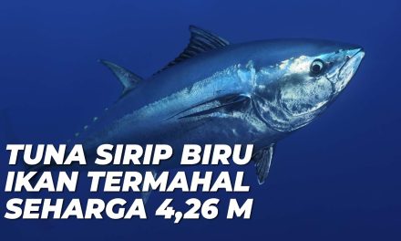 Mengintip Proses Lelang Tuna Sirip Biru Paling Bergengsi
