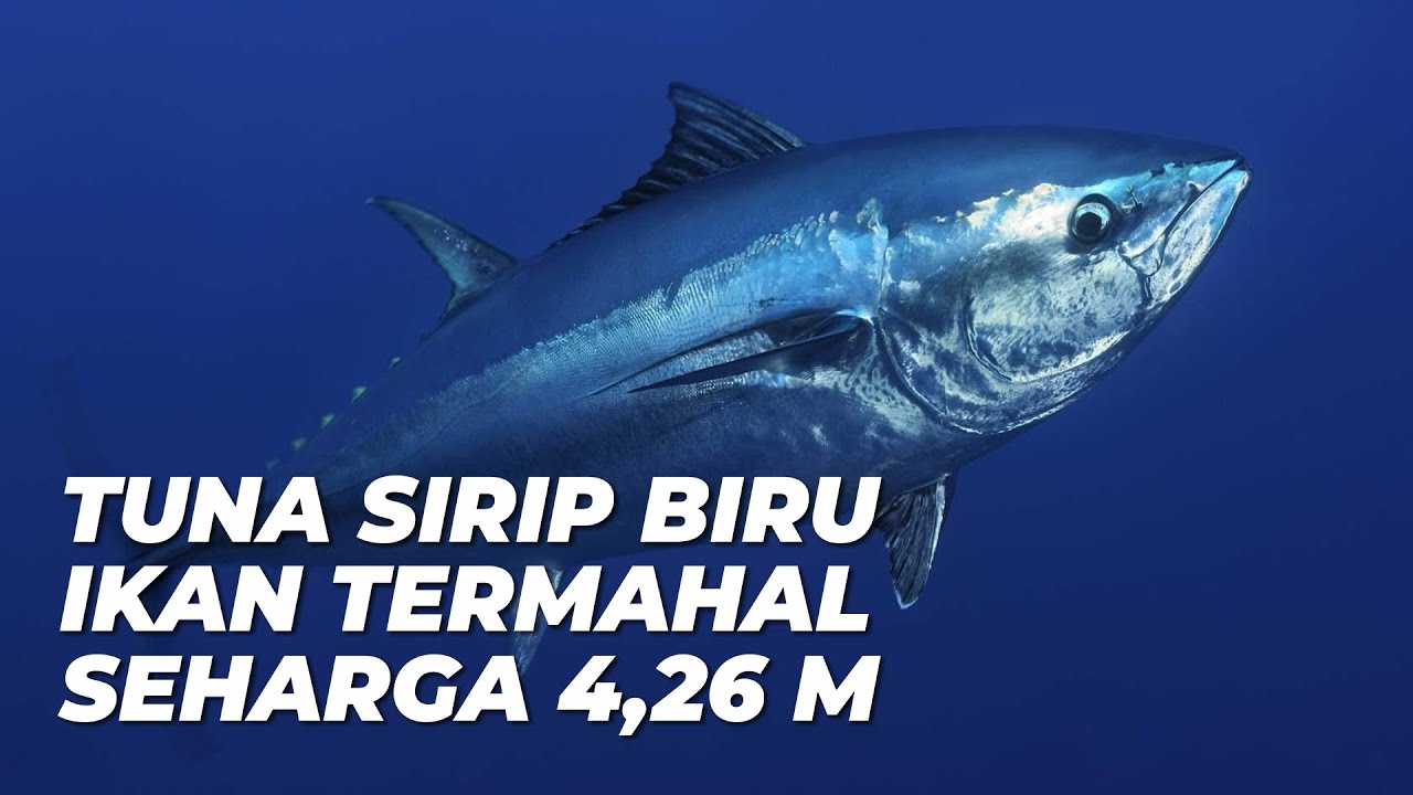 Mengintip Proses