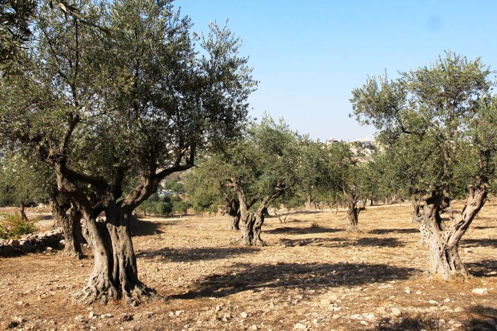 Pohon Gharqad