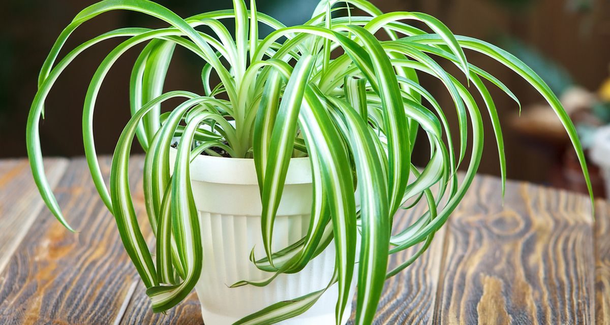 Rumah Makin Hijau, Spider Plant Cantik Untuk Dekorasi Ruangan