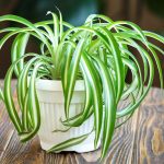 Rumah Makin Hijau, Spider Plant Cantik Untuk Dekorasi Ruangan