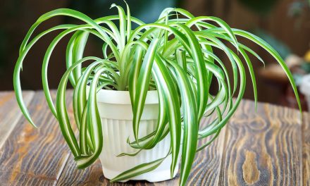 Rumah Makin Hijau, Spider Plant Cantik Untuk Dekorasi Ruangan